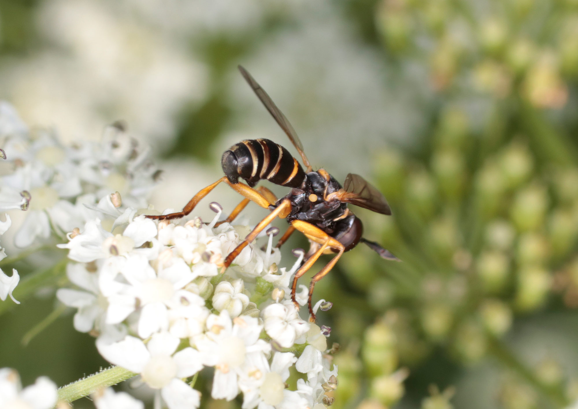 Conopidae: Abrachyglossun capitatum